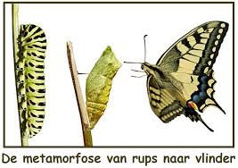 Van rups tot vlinder.